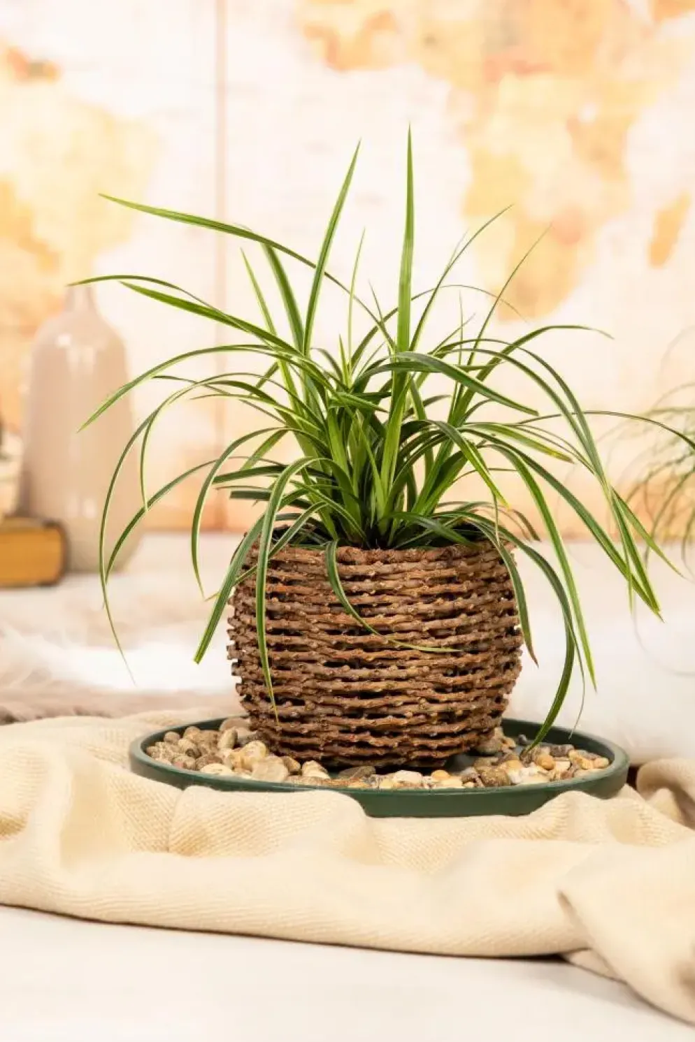 Carex morrowii ssp. foliosissima 'Icedance' (Zegge 'Icedance')