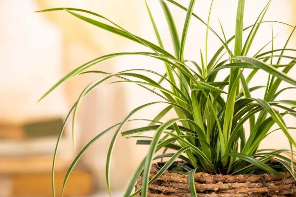 Carex morrowii ssp. foliosissima 'Icedance' (Zegge 'Icedance')