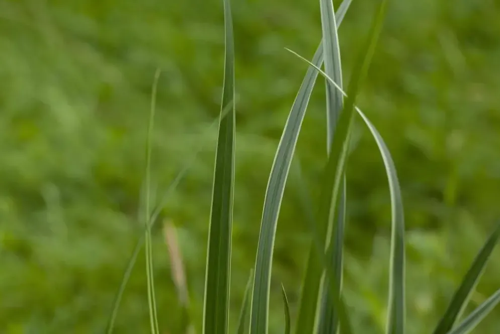Carex morrowii ssp. foliosissima 'Icedance' (Zegge 'Icedance')