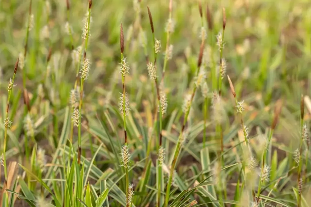 Carex morrowii ssp. foliosissima 'Icedance' (Zegge 'Icedance')