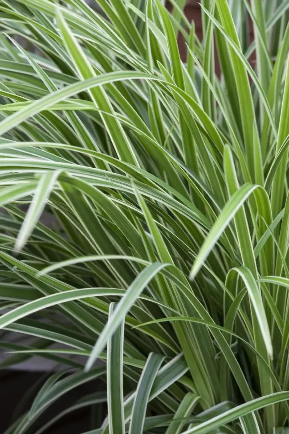 Carex morrowii ssp. foliosissima 'Icedance' (Zegge 'Icedance')
