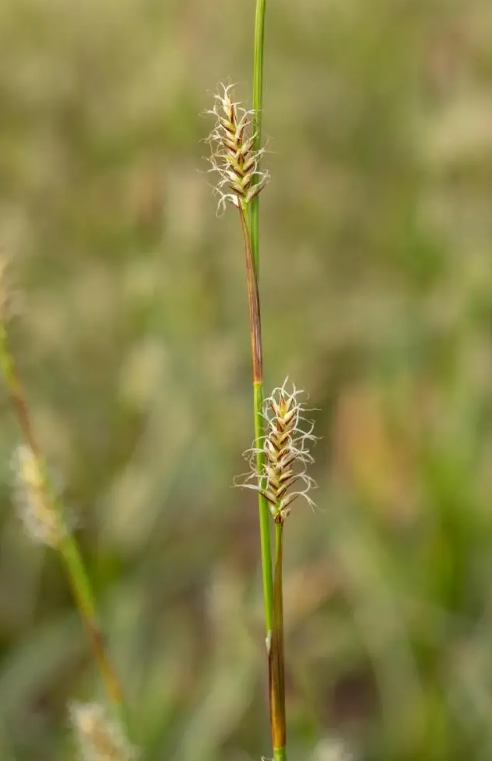 Carex morrowii ssp. foliosissima 'Icedance' (Zegge 'Icedance')