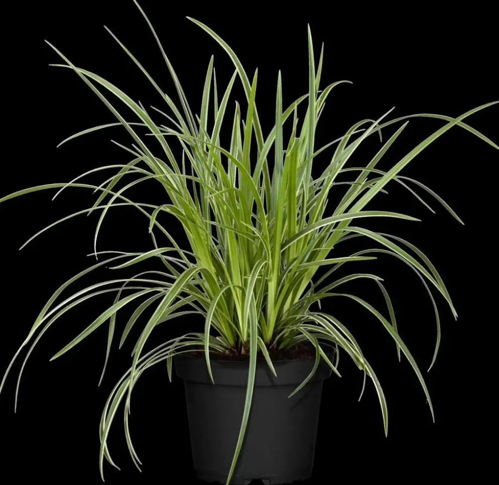 Carex morrowii ssp. foliosissima 'Icedance' (Zegge 'Icedance')