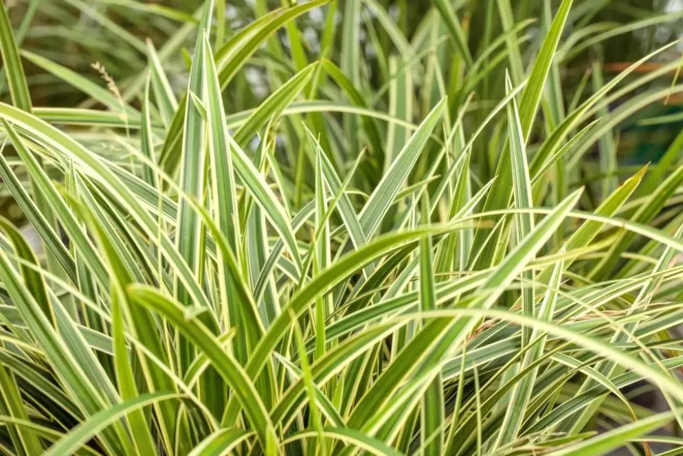 Carex morrowii ssp. foliosissima 'Icedance' (Zegge 'Icedance')