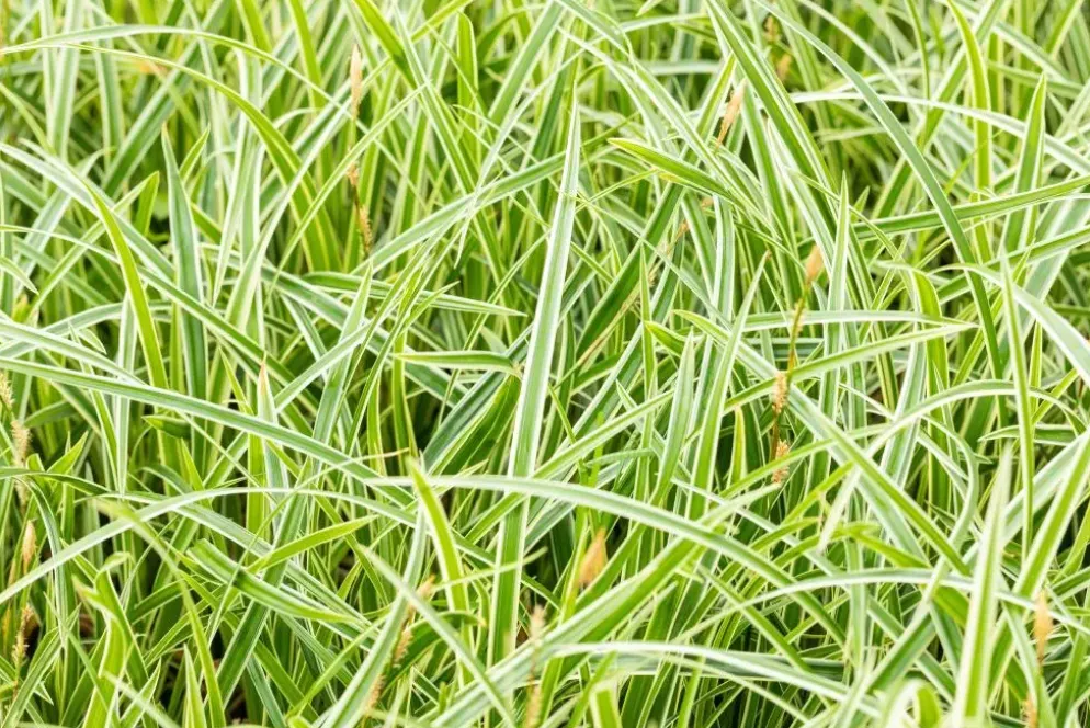 Carex morrowii ssp. foliosissima 'Icedance' (Zegge 'Icedance')