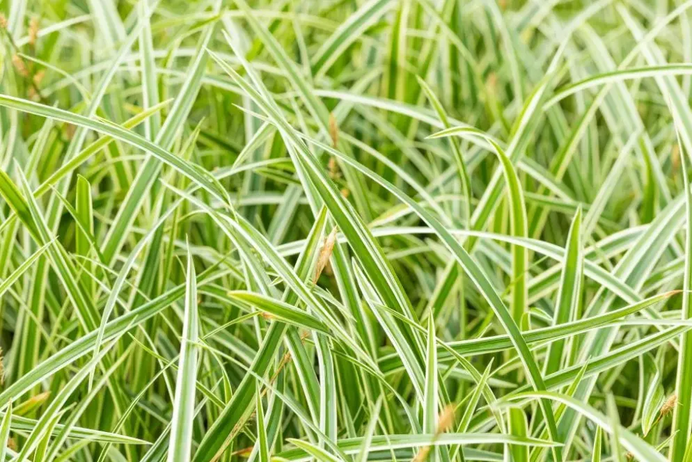 Carex morrowii ssp. foliosissima 'Icedance' (Zegge 'Icedance')