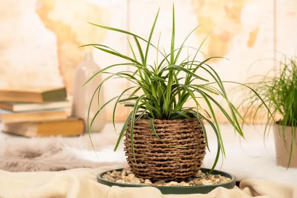 Carex morrowii ssp. foliosissima 'Icedance' (Zegge 'Icedance')
