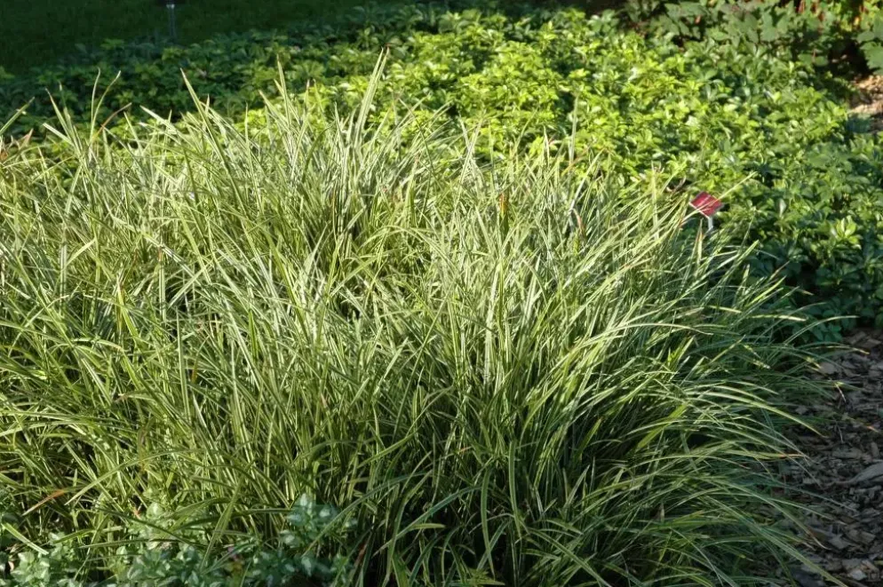 Carex morrowii ssp. foliosissima 'Icedance' (Zegge 'Icedance')