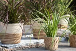 Carex morrowii ssp. foliosissima 'Icedance' (Zegge 'Icedance')