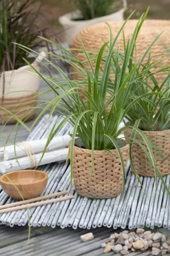 Carex morrowii ssp. foliosissima 'Icedance' (Zegge 'Icedance')