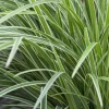 Carex morrowii ssp. foliosissima 'Icedance' (Zegge 'Icedance')