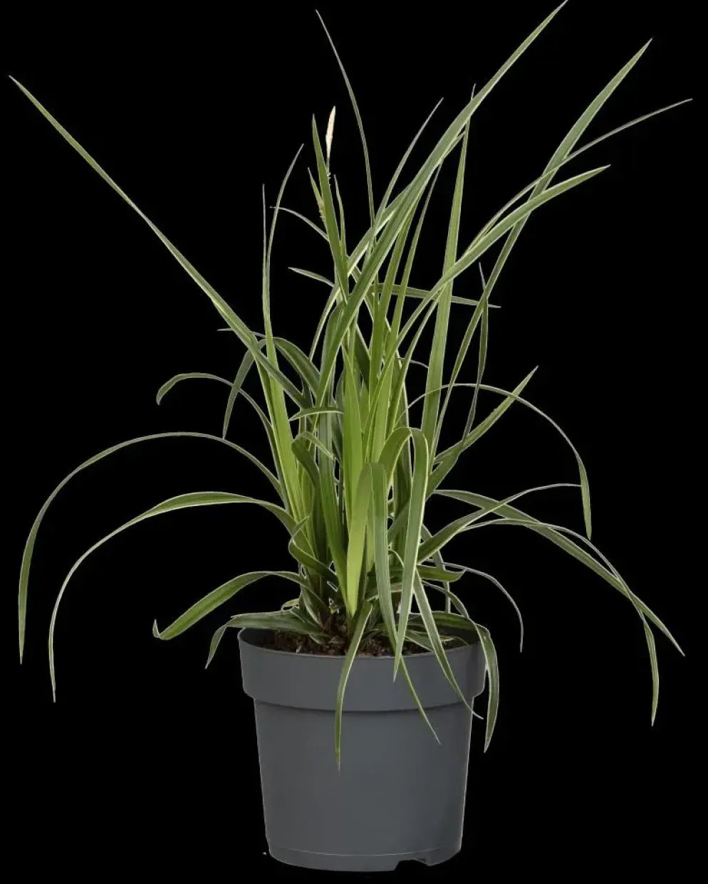 Carex morrowii ssp. foliosissima 'Icedance' (Zegge 'Icedance')