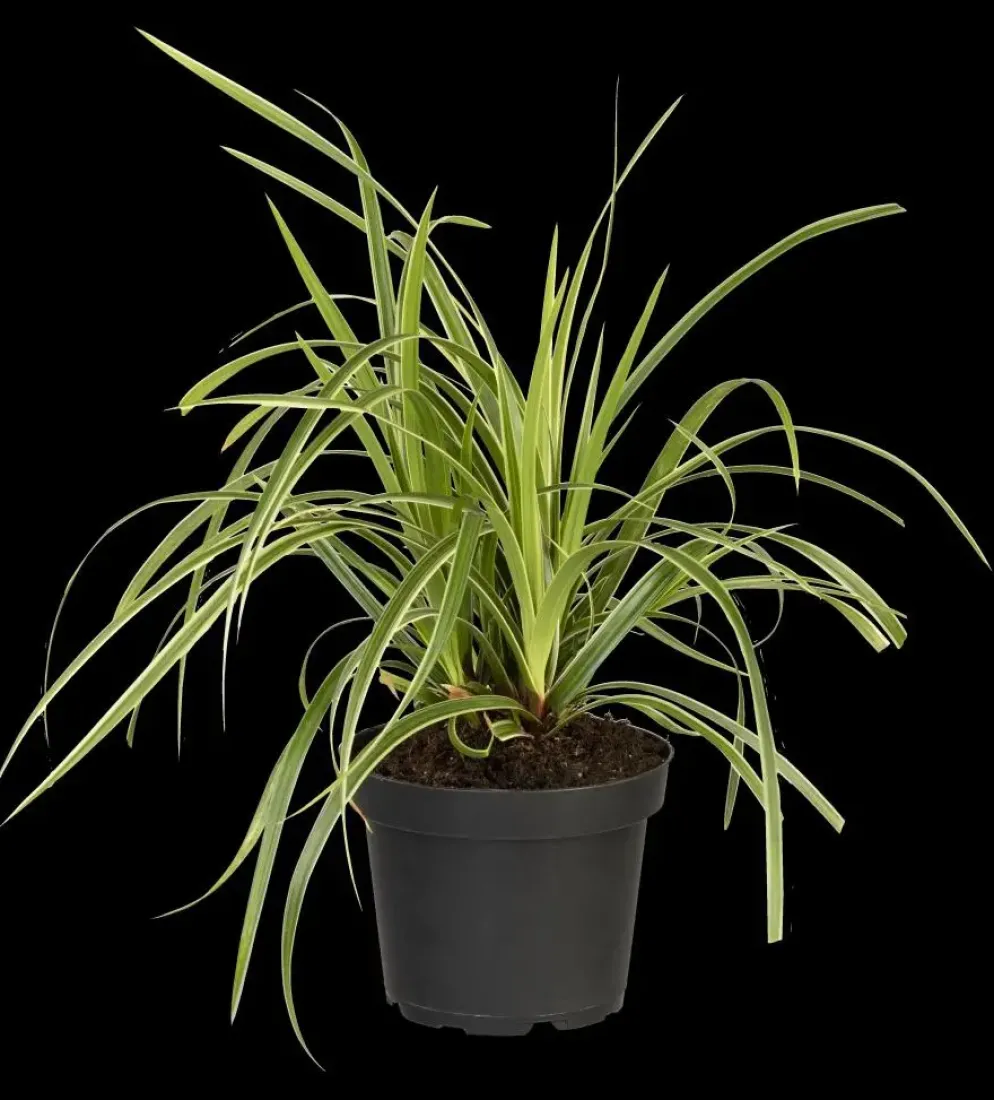 Carex morrowii ssp. foliosissima 'Icedance' (Zegge 'Icedance')