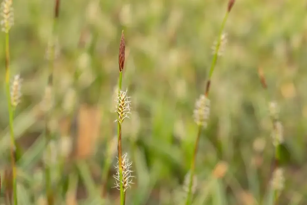Carex morrowii ssp. foliosissima 'Icedance' (Zegge 'Icedance')