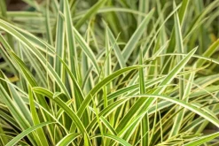 Carex morrowii ssp. foliosissima 'Icedance' (Zegge 'Icedance')