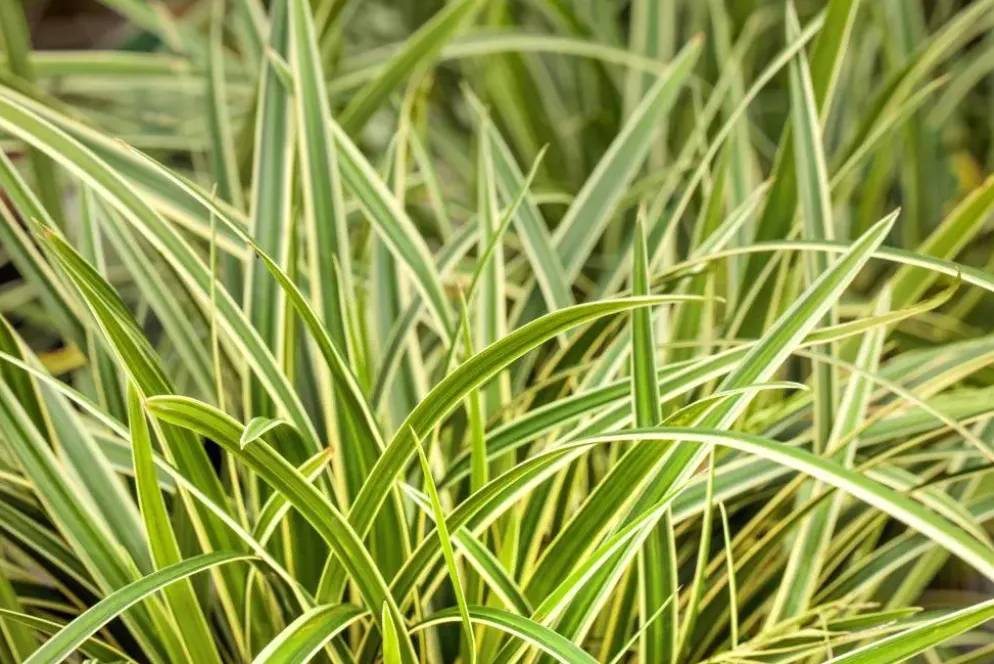 Carex morrowii ssp. foliosissima 'Icedance' (Zegge 'Icedance')