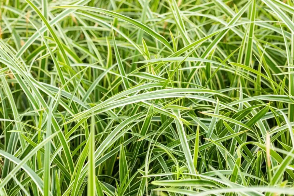 Carex morrowii ssp. foliosissima 'Icedance' (Zegge 'Icedance')