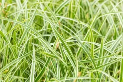 Carex morrowii ssp. foliosissima 'Icedance' (Zegge 'Icedance')
