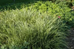 Carex morrowii ssp. foliosissima 'Icedance' (Zegge 'Icedance')