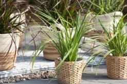 Carex morrowii ssp. foliosissima 'Icedance' (Zegge 'Icedance')