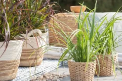 Carex morrowii ssp. foliosissima 'Icedance' (Zegge 'Icedance')