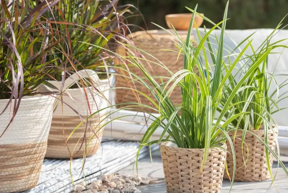 Carex morrowii ssp. foliosissima 'Icedance' (Zegge 'Icedance')