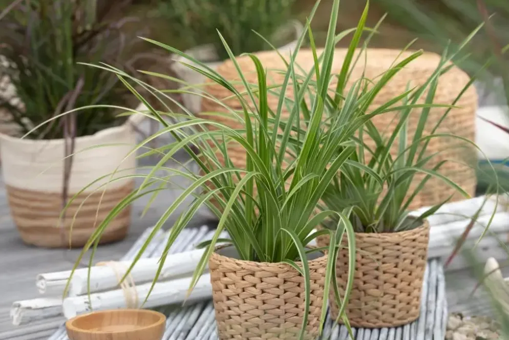 Carex morrowii ssp. foliosissima 'Icedance' (Zegge 'Icedance')