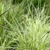 Carex morrowii ssp. foliosissima 'Irish Green' (Zegge 'Irish Green')