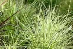 Carex morrowii ssp. foliosissima 'Irish Green' (Zegge 'Irish Green')