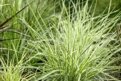 Carex morrowii ssp. foliosissima 'Irish Green' (Zegge 'Irish Green')