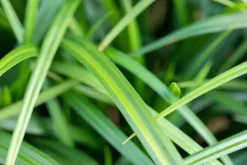 Carex morrowii ssp. foliosissima 'Irish Green' (Zegge 'Irish Green')