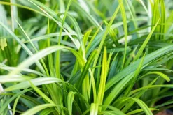 Carex morrowii ssp. foliosissima 'Irish Green' (Zegge 'Irish Green')