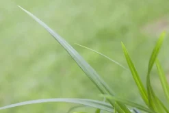 Carex morrowii ssp. foliosissima 'Irish Green' (Zegge 'Irish Green')