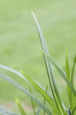 Carex morrowii ssp. foliosissima 'Irish Green' (Zegge 'Irish Green')