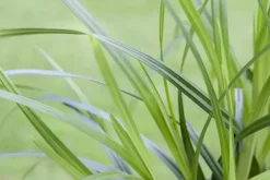 Carex morrowii ssp. foliosissima 'Irish Green' (Zegge 'Irish Green')