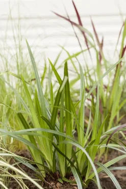 Carex morrowii ssp. foliosissima 'Irish Green' (Zegge 'Irish Green')