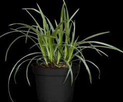Carex morrowii ssp. foliosissima 'Irish Green' (Zegge 'Irish Green')