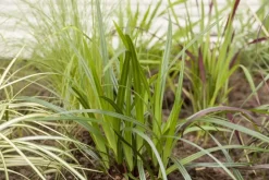 Carex morrowii ssp. foliosissima 'Irish Green' (Zegge 'Irish Green')