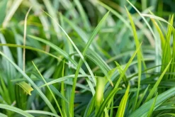 Carex morrowii ssp. foliosissima 'Irish Green' (Zegge 'Irish Green')