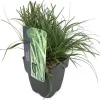 Carex oshimensis 'EverColor® Everlime' (Zegge 'EverColor® Everlime')