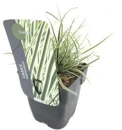 Carex oshimensis 'Everest'® (Zegge 'Everest')