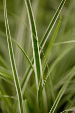 Carex oshimensis 'Everest'® (Zegge 'Everest')