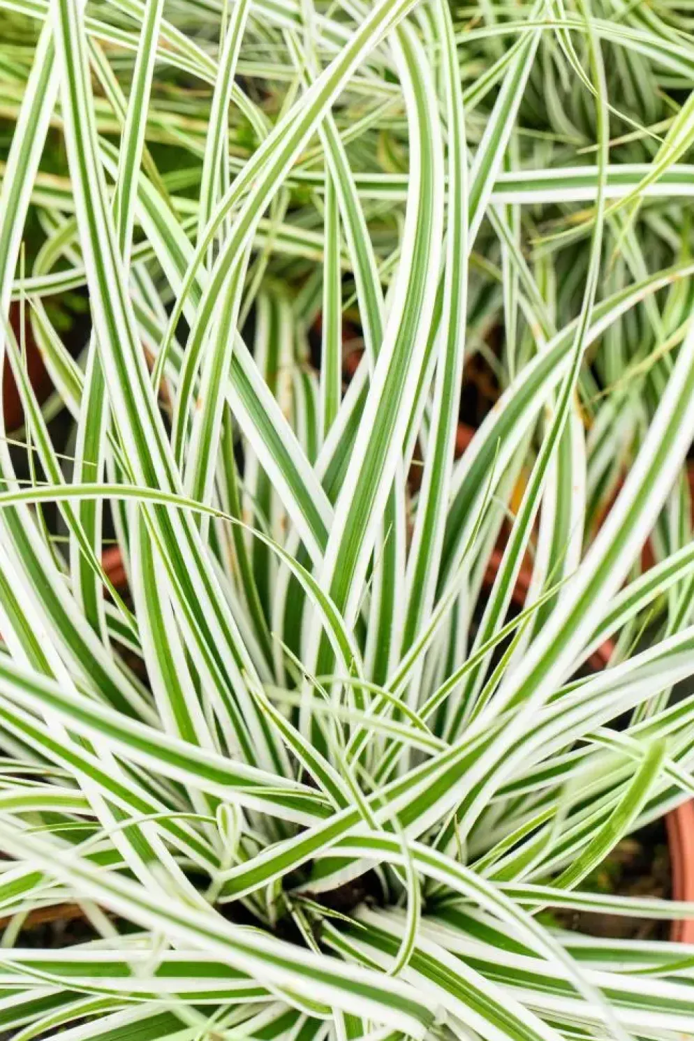 Carex oshimensis 'Everest'® (Zegge 'Everest')