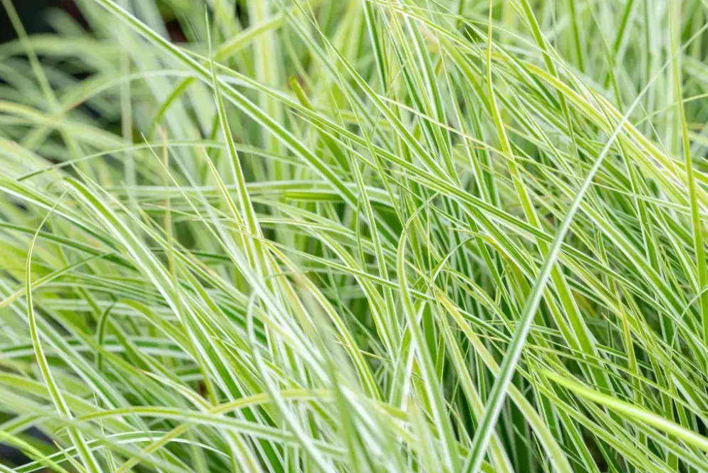 Carex oshimensis 'Everest'® (Zegge 'Everest')