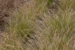 Carex testacea 'Prairie Fire' (Zegge 'Prairie Fire')