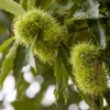 Castanea sativa (Tamme kastanje)