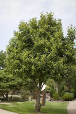 Castanea sativa (Tamme kastanje)