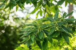 Castanea sativa (Tamme kastanje)