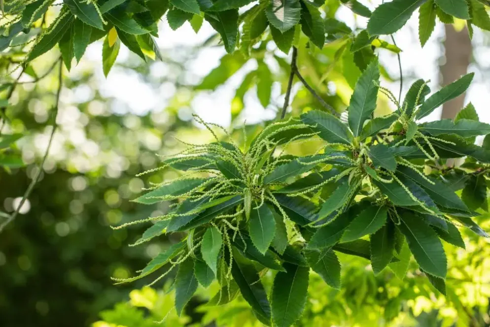 Castanea sativa (Tamme kastanje)
