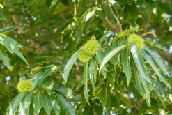 Castanea sativa (Tamme kastanje)